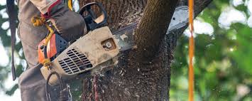 How Our Tree Care Process Works  in  Hayti, MO