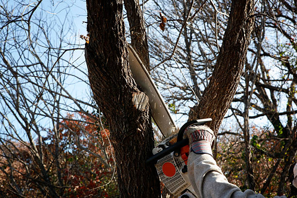 Best Tree Mulching  in Hayti, MO