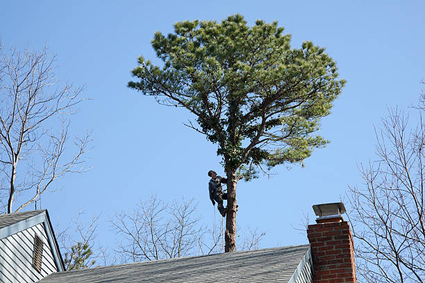 Best Tree Risk Assessment  in Hayti, MO