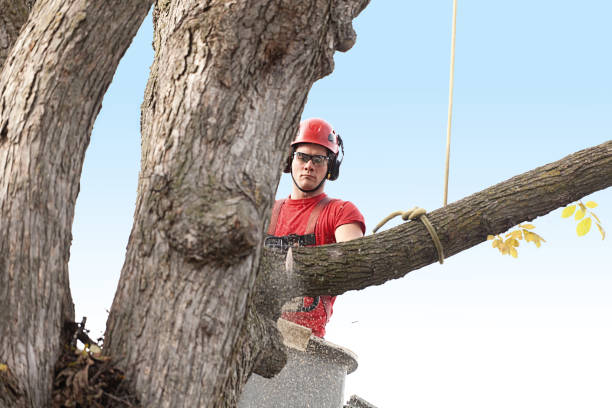 Leaf Removal in Hayti, MO